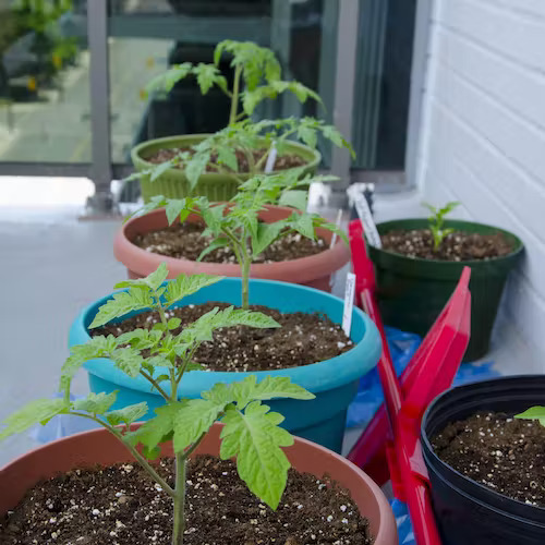 A few pots early season in balcony